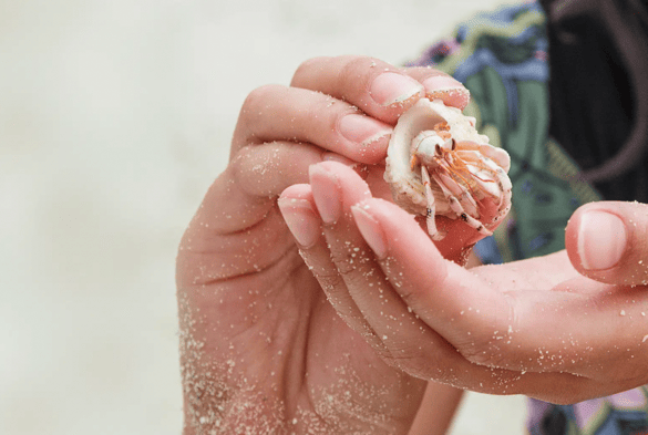 Paul Gauguin Cruises Paul Gauguin Family Program 0.png